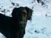 Flat Coated Retriever Foto: Schnee (ID 7713) Flat Coated Retriever Hund