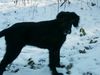 Flat Coated Retriever Foto: Schnee (ID 7714) Flat Coated Retriever Hund