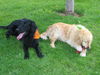 Flat Coated Retriever Hund