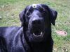 Flat Coated Retriever Foto: Unsere Gina (ID 11977) Flat Coated Retriever Hund