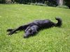 Flat Coated Retriever Foto (ID 12121) Flat Coated Retriever Hund