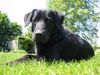 Flat Coated Retriever Foto: es ging mir niemals besser (ID 12122) Flat Coated Retriever Hund
