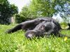 Flat Coated Retriever Foto: mmh... ich liebe es hier! (ID 12123) Flat Coated Retriever Hund