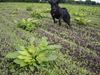 Flat Coated Retriever Foto: ....und action!.... (ID 12124) Flat Coated Retriever Hund