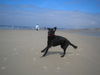 Flat Coated Retriever Hund