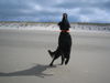 Flat Coated Retriever Hund