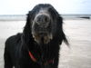 Flat Coated Retriever Hund