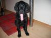 Flat Coated Retriever Foto: Wohin mit dieser langen Zunge ?????? (ID 2054) Flat Coated Retriever Hund