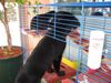 Flat Coated Retriever Foto: und was bekomm ich heute zum fressen :O) ???? (ID 2045) Flat Coated Retriever Hund