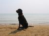 Flat Coated Retriever Foto: das erste mal am meer :O)) (ID 7139) Flat Coated Retriever Hund