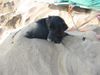 Flat Coated Retriever Foto: das erste mal am meer :O)) (ID 7140) Flat Coated Retriever Hund