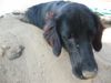 Flat Coated Retriever Foto: das erste mal am meer :O)) (ID 7141) Flat Coated Retriever Hund
