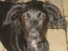 Flat Coated Retriever Foto: Josefina Flat Mix (ID 14016) Flat Coated Retriever Hund