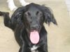 Flat Coated Retriever Foto: Josefina Flat Mix (ID 14018) Flat Coated Retriever Hund