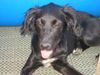 Flat Coated Retriever Foto: Josefina Flat Mix (ID 14017) Flat Coated Retriever Hund