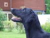Flat Coated Retriever Foto: Belinda Francis von Helping Hounds (ID 12336) Flat Coated Retriever Hund