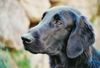 Flat Coated Retriever Hund