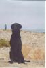 Flat Coated Retriever Foto: An der Ostsee ist´s so schee! (ID 2765) Flat Coated Retriever Hund