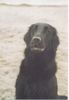 Flat Coated Retriever Foto (ID 2766) Flat Coated Retriever Hund