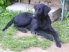 Flat Coated Retriever Foto: Hessi z Kroukartí 5 Monate (ID 16491) Flat Coated Retriever Hund