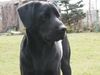 Flat Coated Retriever Foto: black beauty (gina) (ID 12027) Flat Coated Retriever Hund