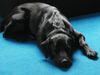 Flat Coated Retriever Foto: black beauty (gina) (ID 12025) Flat Coated Retriever Hund