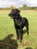 Flat Coated Retriever Foto: Hessi z Kroukartí (ID 16490) Flat Coated Retriever Hund