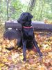 Flat Coated Retriever Foto: Hessi z Kroukartí (ID 16486) Flat Coated Retriever Hund