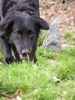 Flat Coated Retriever Foto: gleich hab ich dich (ID 12277) Flat Coated Retriever Hund
