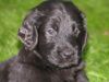 Flat Coated Retriever Hund