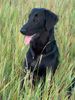 Flat Coated Retriever Foto: Fai z Vlcich Luk vel Plaster (ID 9558) Flat Coated Retriever Hund