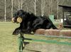 Flat Coated Retriever Foto: Fricco vom Retrieverzwinger (ID 7086) Flat Coated Retriever Hund