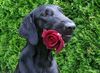 Flat Coated Retriever Foto: Belinda Francis von Helping Hounds (ID 12339) Flat Coated Retriever Hund