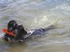 Flat Coated Retriever Hund