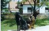 Flat Coated Retriever Foto: Joy und Chicco (ID 11142) Flat Coated Retriever Hund