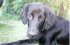 Flat Coated Retriever Foto: Joy (ID 8614) Flat Coated Retriever Hund