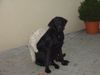 Flat Coated Retriever Foto: was hab ich da am Rücken?? (ID 2144) Flat Coated Retriever Hund