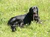 Flat Coated Retriever Foto: Sommerwiese (ID 7832) Flat Coated Retriever Hund