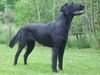 Flat Coated Retriever Foto: Belinda Francis von Helping Hounds (ID 12337) Flat Coated Retriever Hund