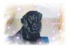 Flat Coated Retriever Foto: Ich verzaubere Dich! (ID 3800) Flat Coated Retriever Hund