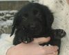 Flat Coated Retriever Foto: ...auf die weite Welt (ID 8578) Flat Coated Retriever Hund