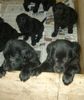 Flat Coated Retriever Foto: Warten... (ID 8577) Flat Coated Retriever Hund