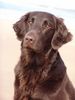 Flat Coated Retriever Foto: Umbra (ID 10869) Flat Coated Retriever Hund