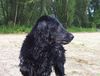 Flat Coated Retriever Foto: Yiska, my 4 year old flatcoat. (ID 4389) Flat Coated Retriever Hund
