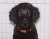 Flat Coated Retriever Foto: als ich noch klein war.... (ID 9561) Flat Coated Retriever Hund