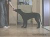 Flat Coated Retriever Foto: Zoi 14 Wochen (ID 4588) Flat Coated Retriever Hund