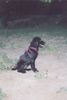 Flat Coated Retriever Foto: Zoi (13 Wochen) sehr sehr aufmerksam, einfach total süß (ID 4481) Flat Coated Retriever Hund