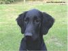 Flat Coated Retriever Foto: Belinda Francis von Helping Hounds ( (ID 5531) Flat Coated Retriever Hund