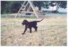 Flat Coated Retriever Foto: Zoi mit 12 Wochen (ID 4435) Flat Coated Retriever Hund