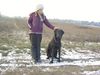 Flat Coated Retriever Foto: Zoi 9Monate (ID 8405) Flat Coated Retriever Hund
